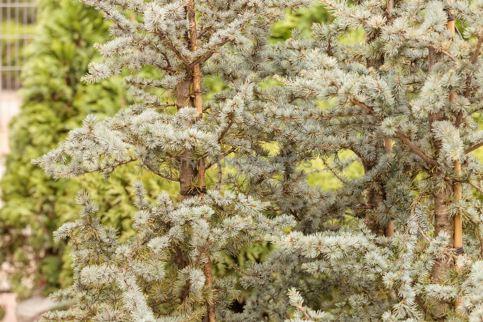 silver fir in a botanical garden, note shallow depth of field