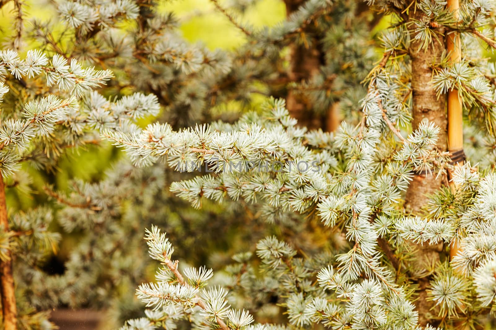 silver fir in a botanical garden, note shallow depth of field