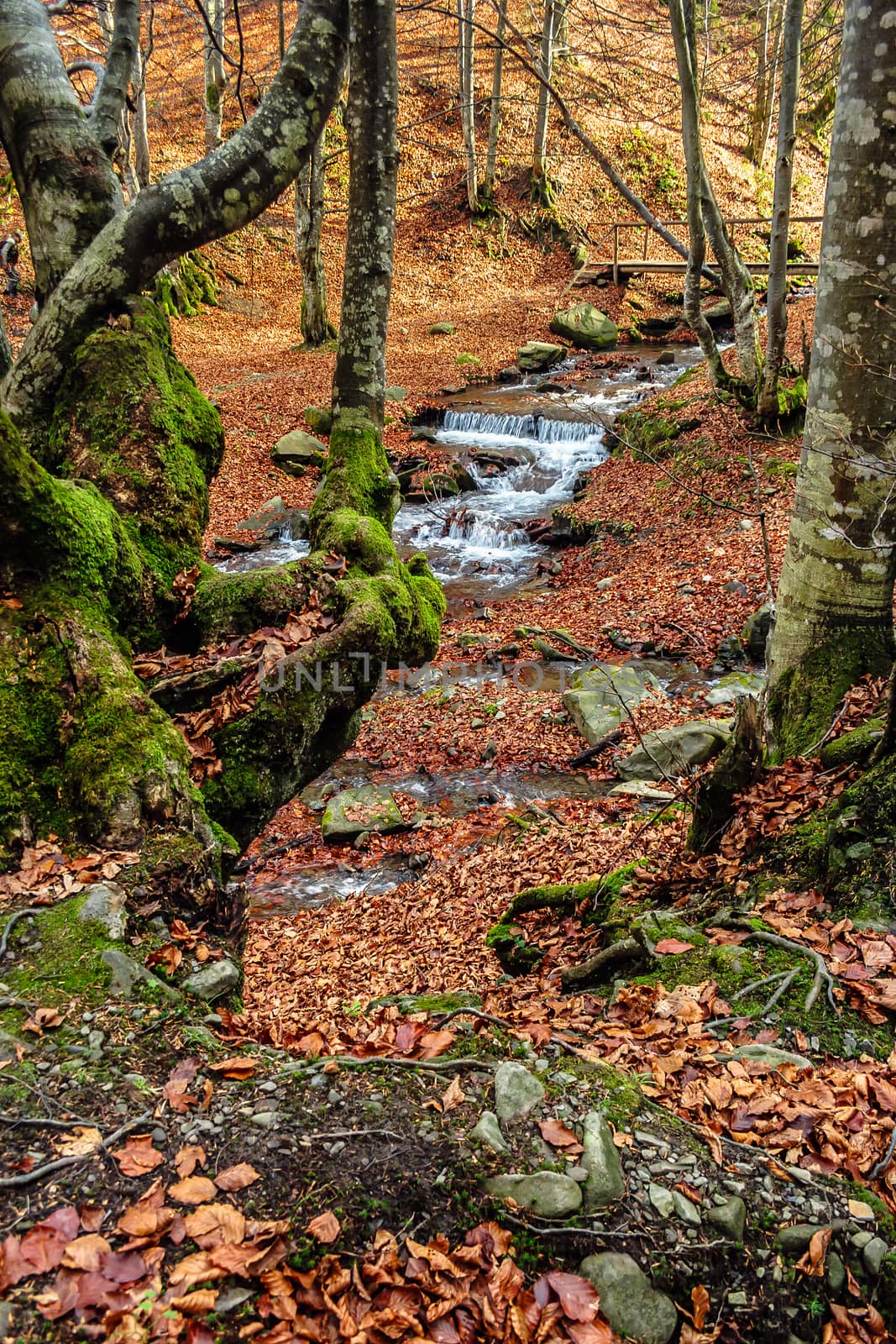 Mountain stream in autumn forest by Pellinni