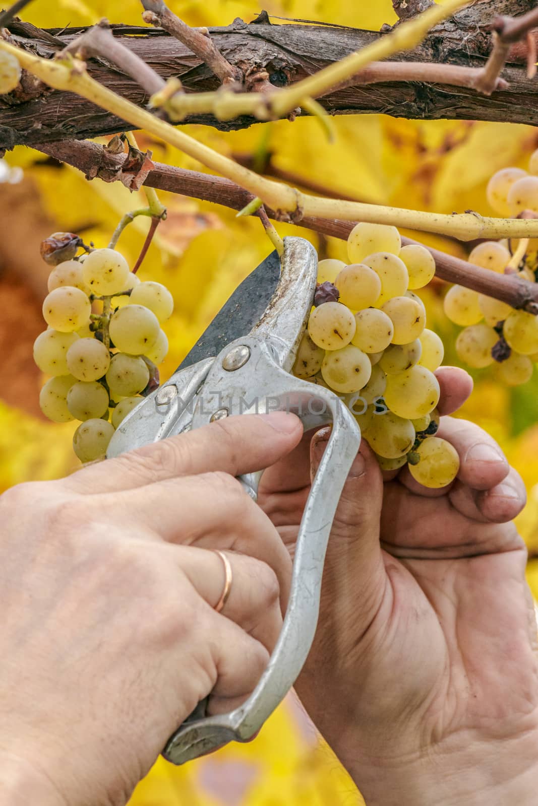 Farmer harvest white grapes by Pellinni