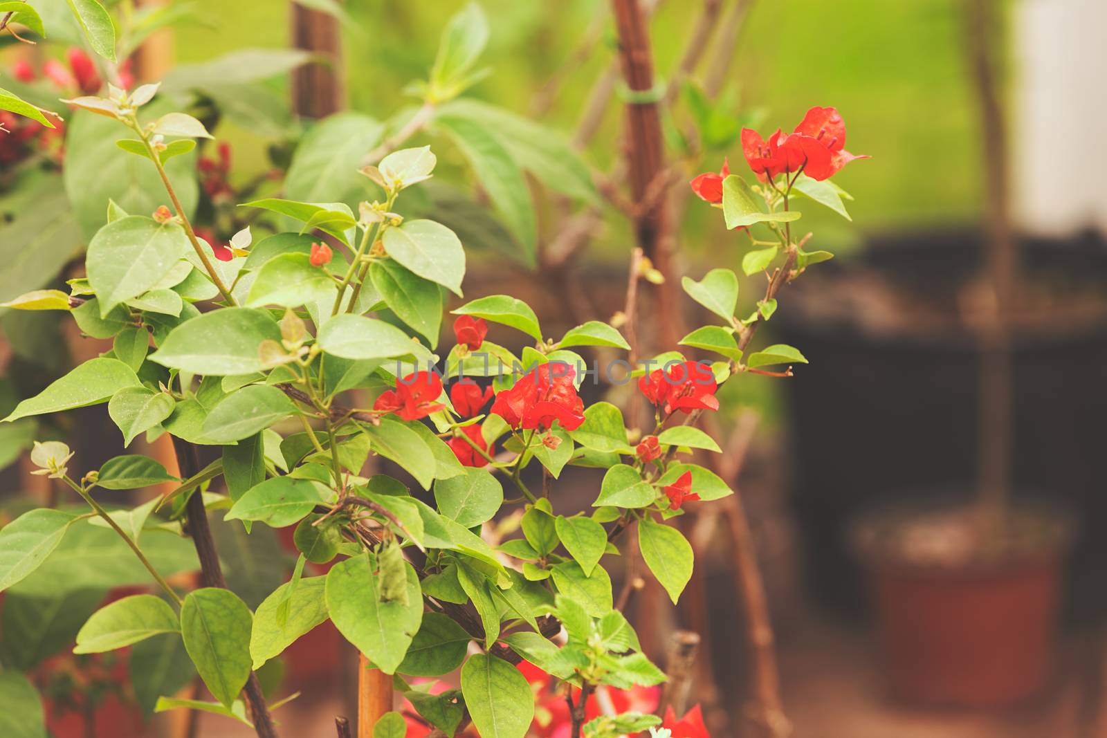 houseplants by vladimirnenezic