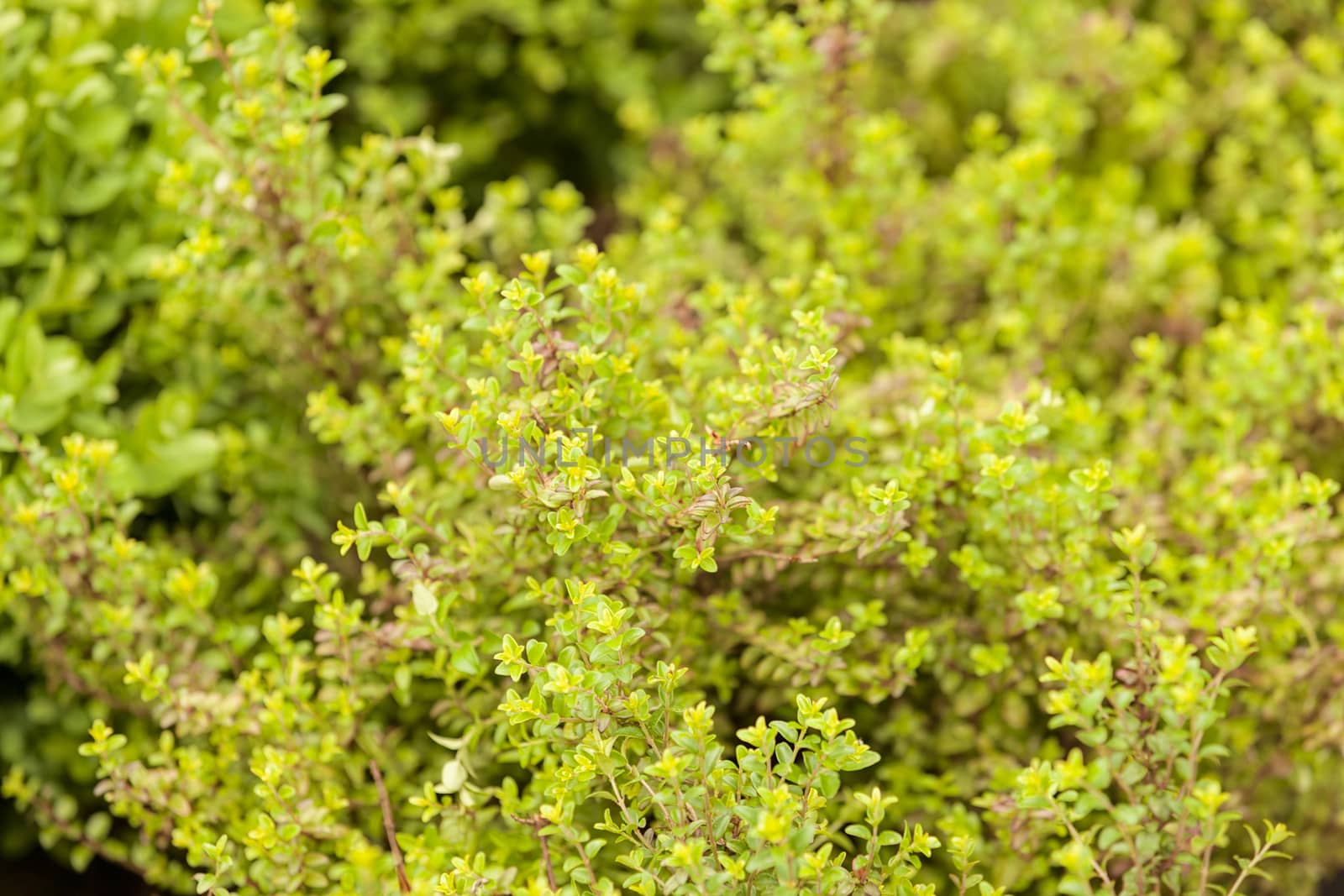 evergreen shrubs  by vladimirnenezic