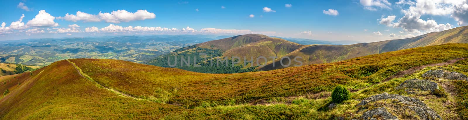 panoramic summer landscape in Carpathians by Pellinni