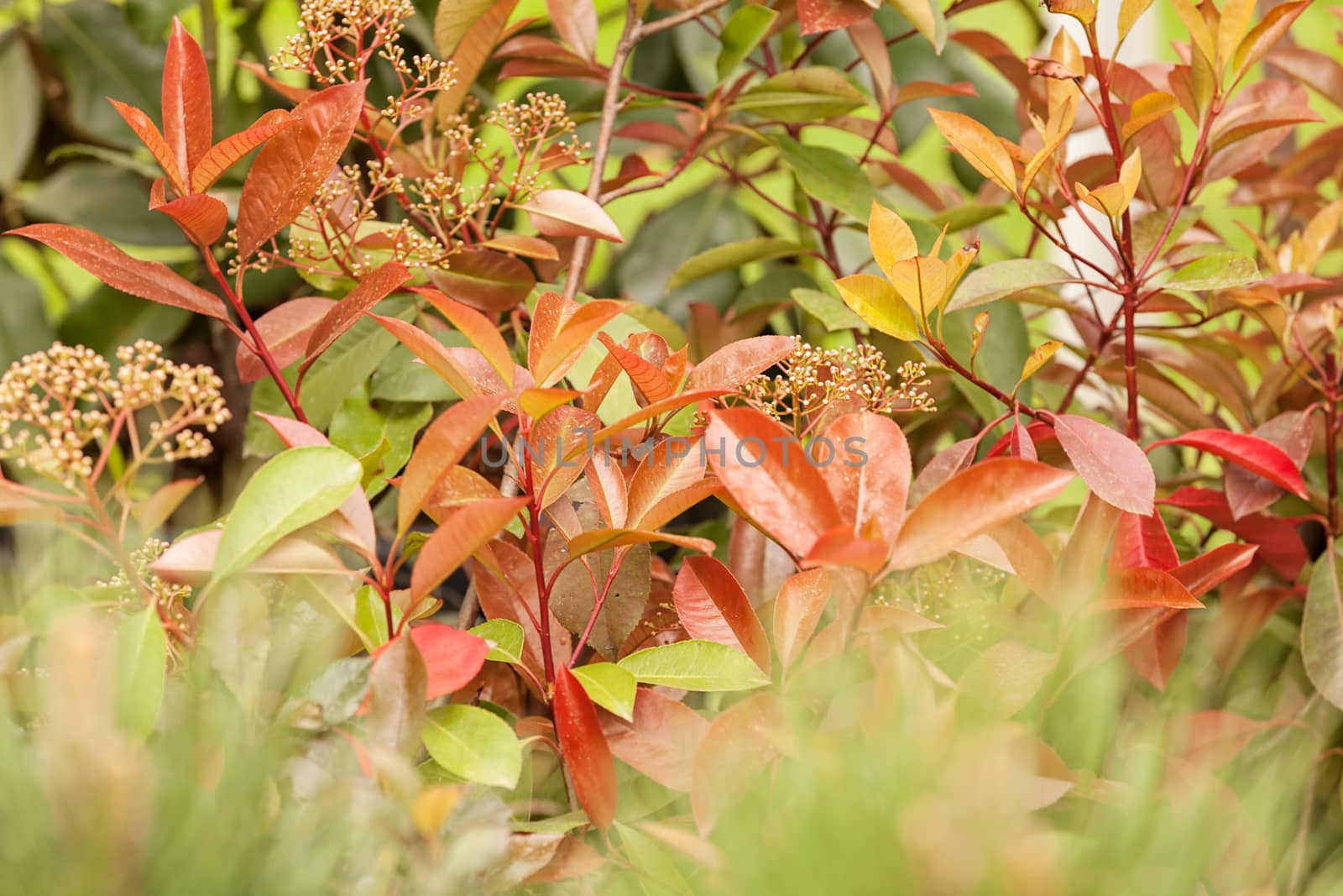 red and green leaves on the plants, note shallow depth of field
