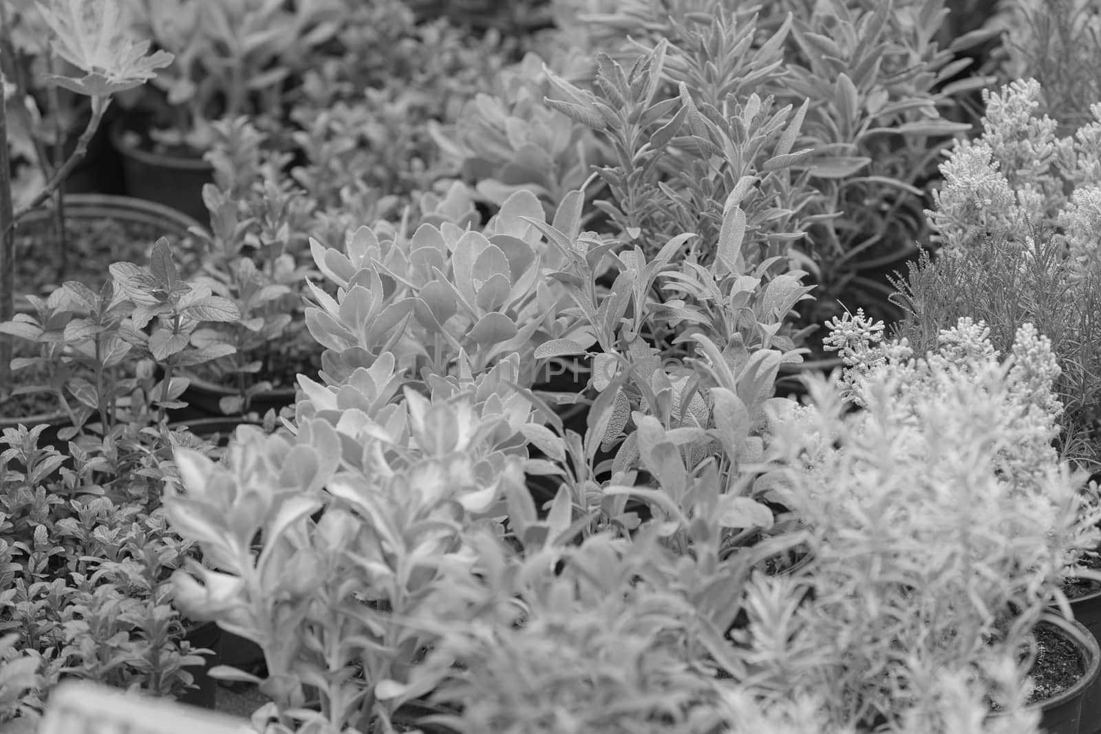 kinds of herbs in pots, note shallow depth of field