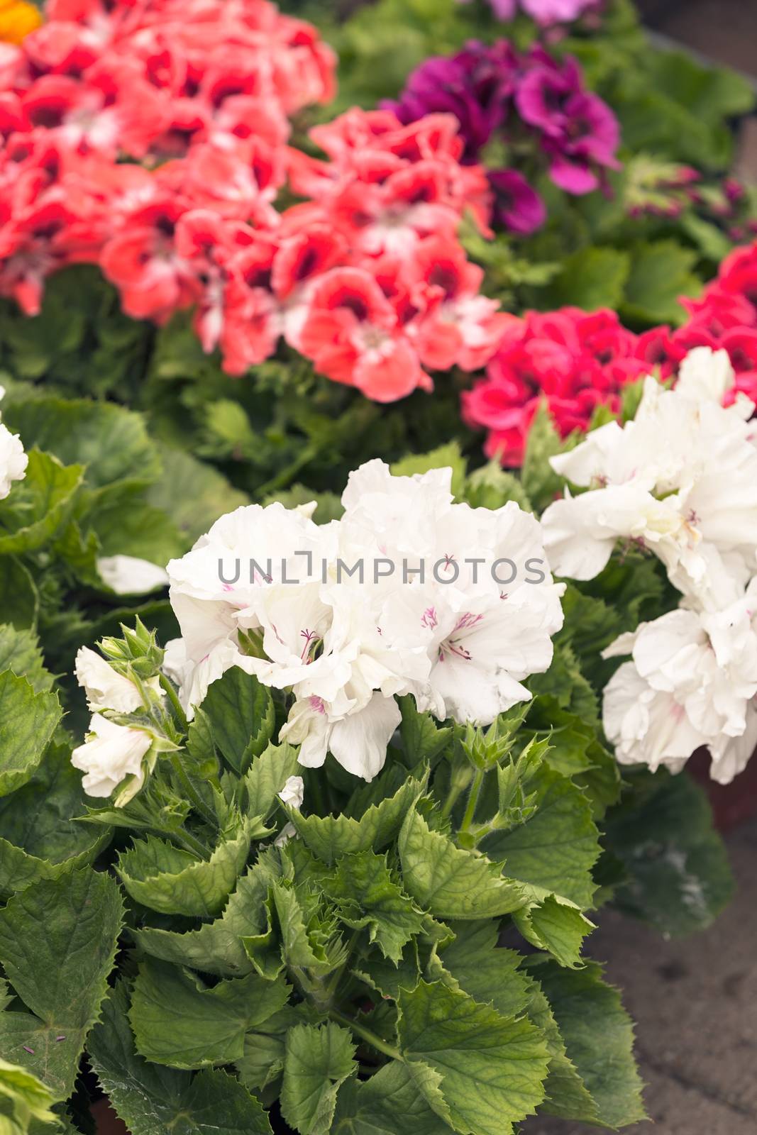 flowers of different colors, note shallow depth of field