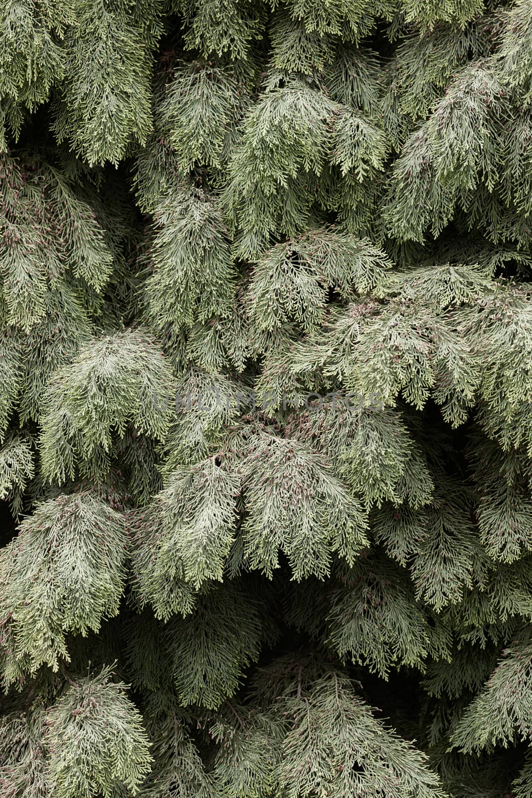 Thuja tree with thick branches, note shallow depth of field