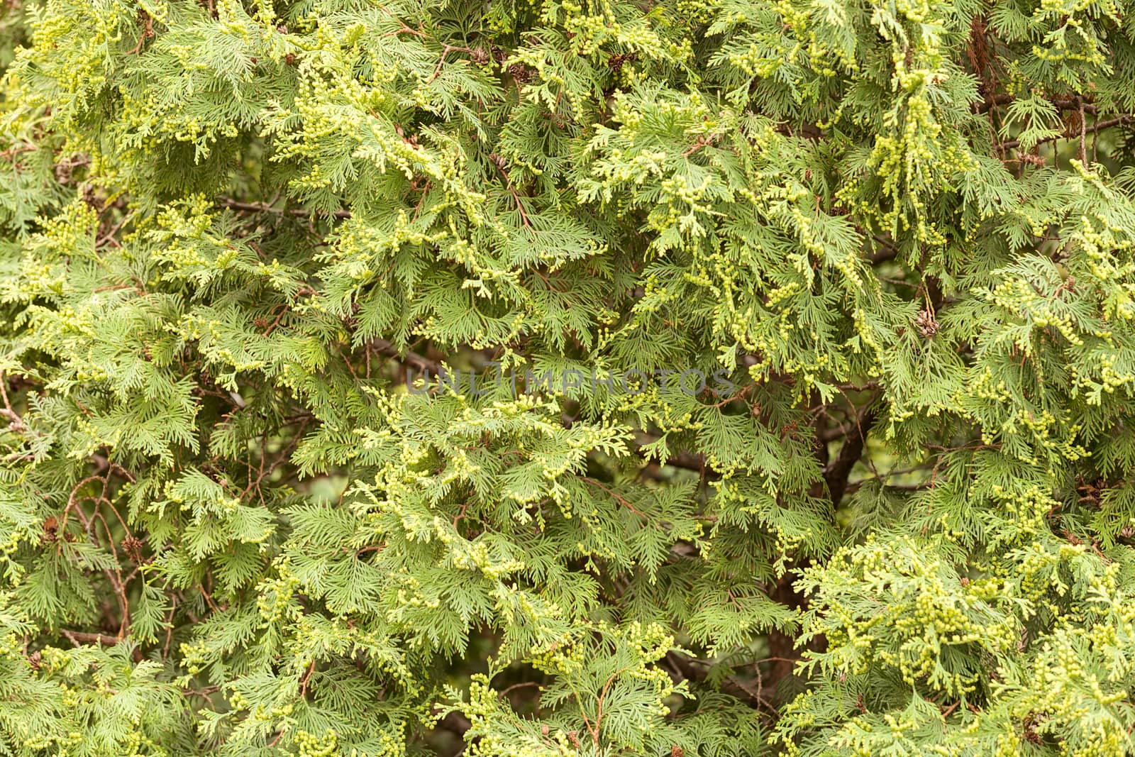 Thuja tree with thick branches, note shallow depth of field