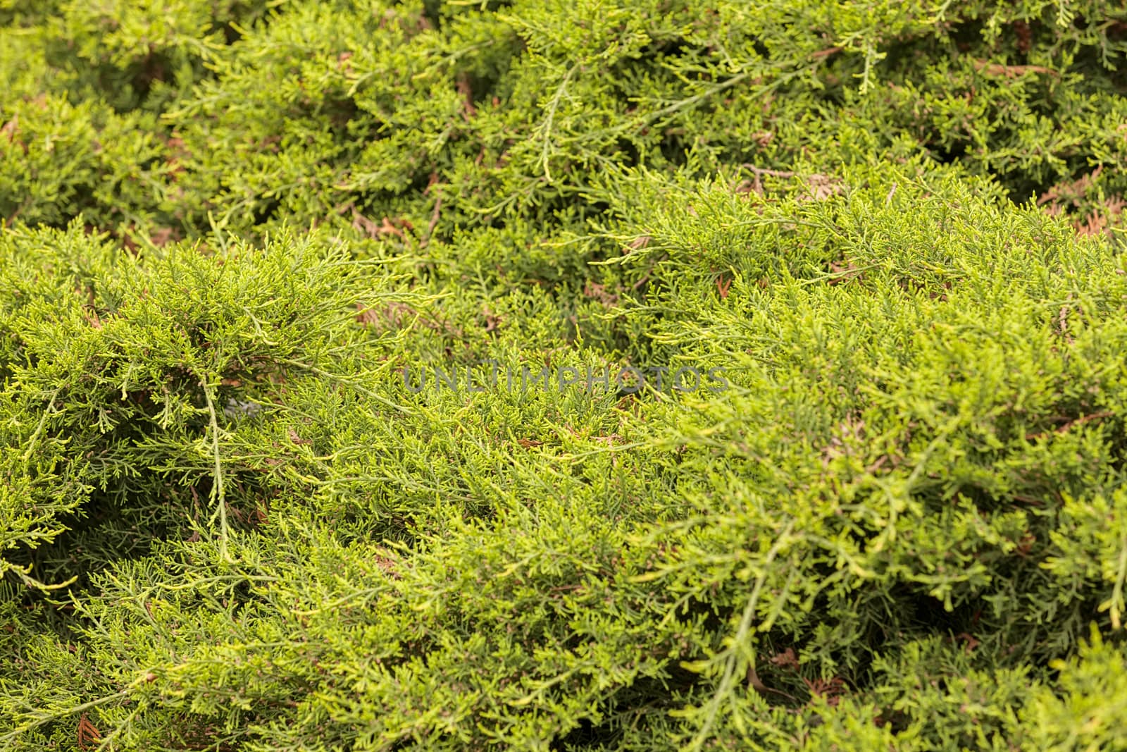 evergreen shrubs behind the fence, note shallow depth of field