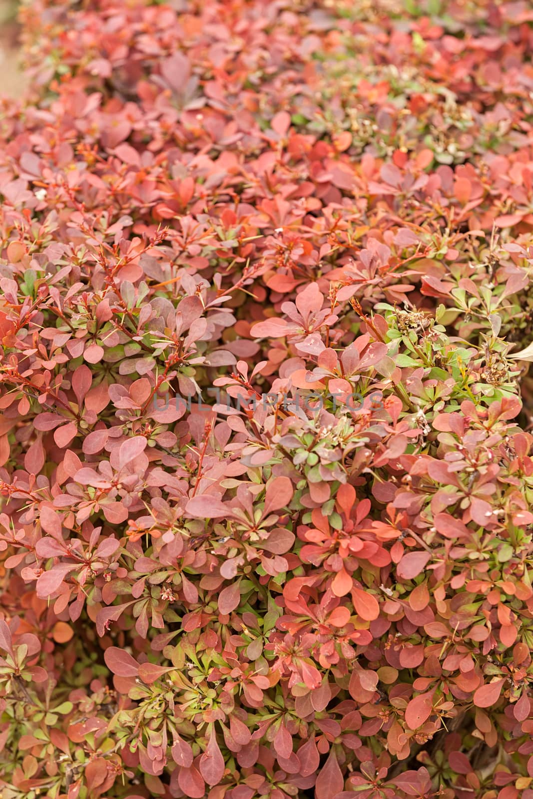 shrub with red leaves, note shallow depth of field