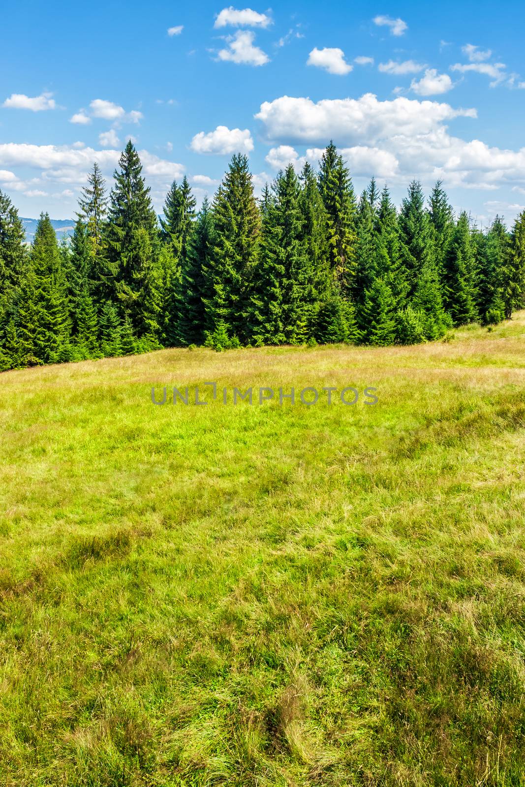 coniferous forest on the edge of the hill in Carpathian mountains