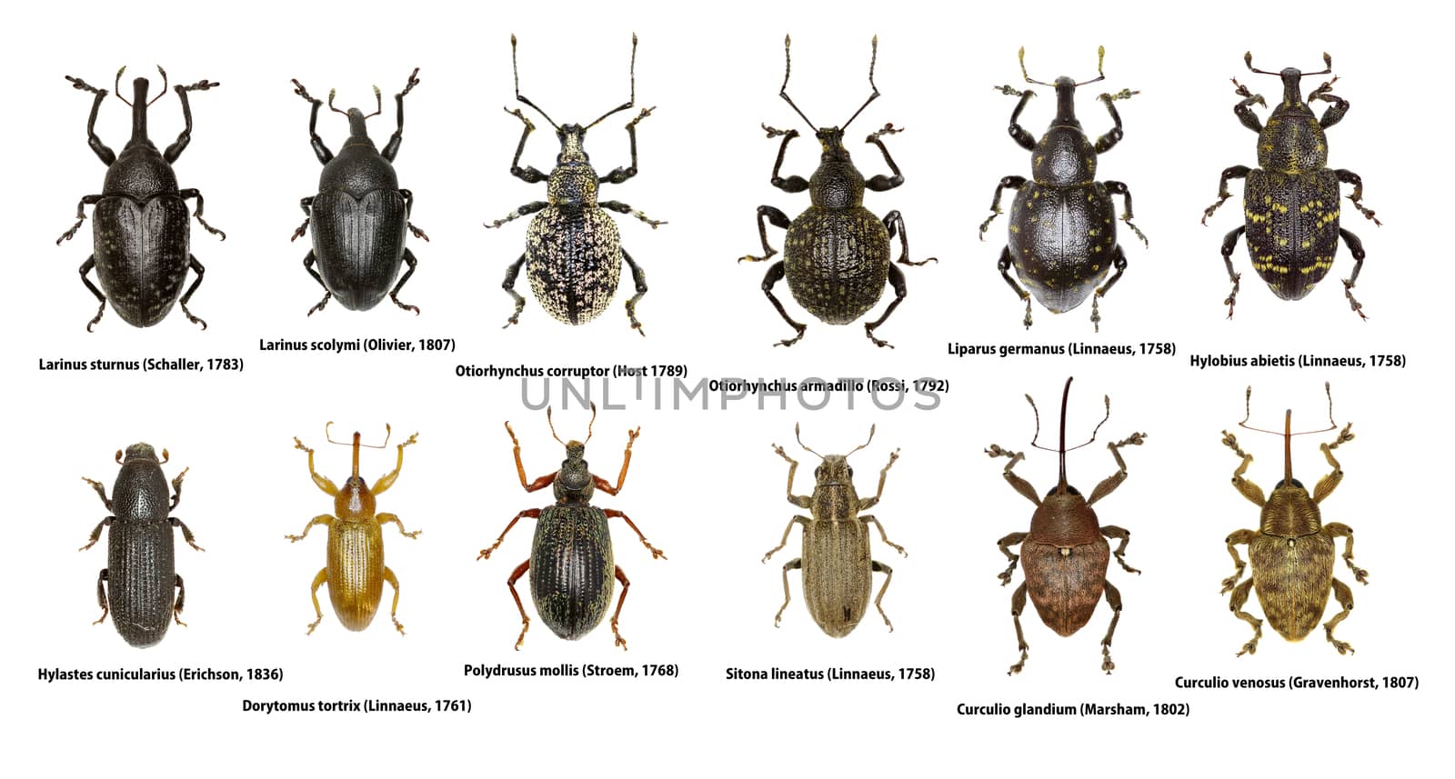 Set of Weevil Beetles of Europe  -  Curculionoidea by gstalker