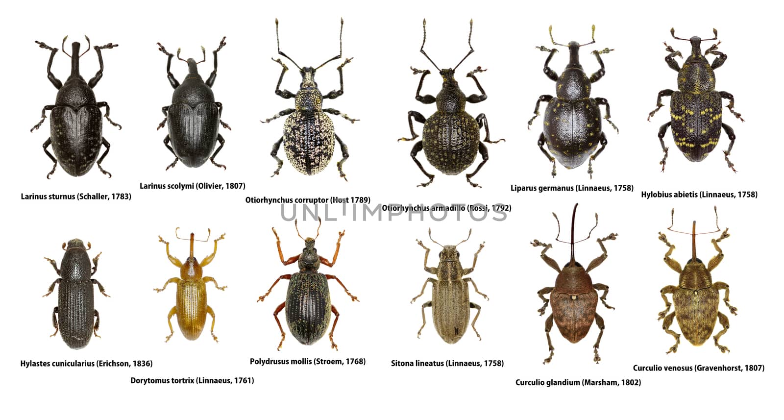 Set of Weevil Beetles of Europe  -  Curculionoidea