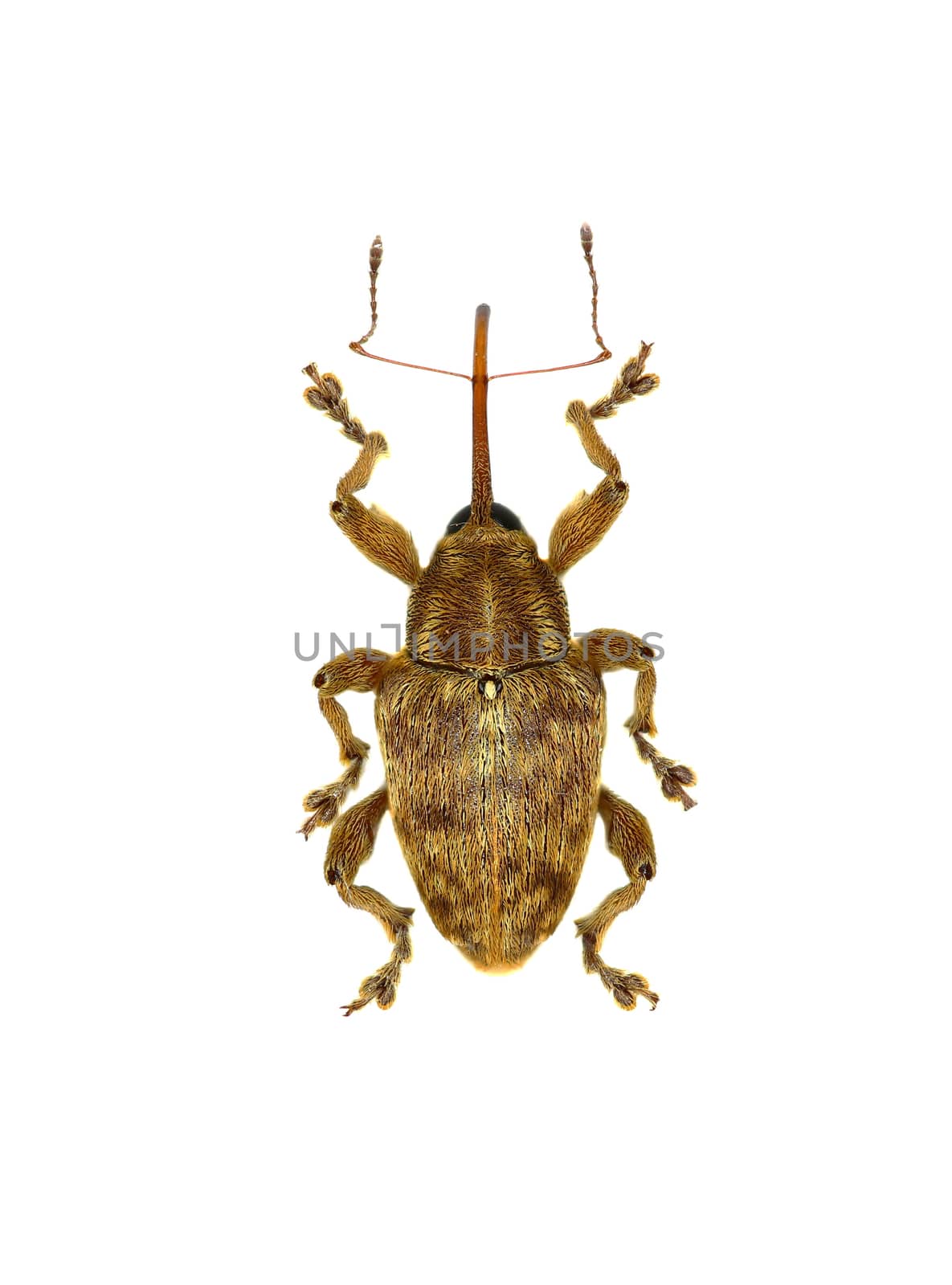 Acorn Nut Weevil on white Background  -  Curculio venosus (Gravenhorst, 1807)