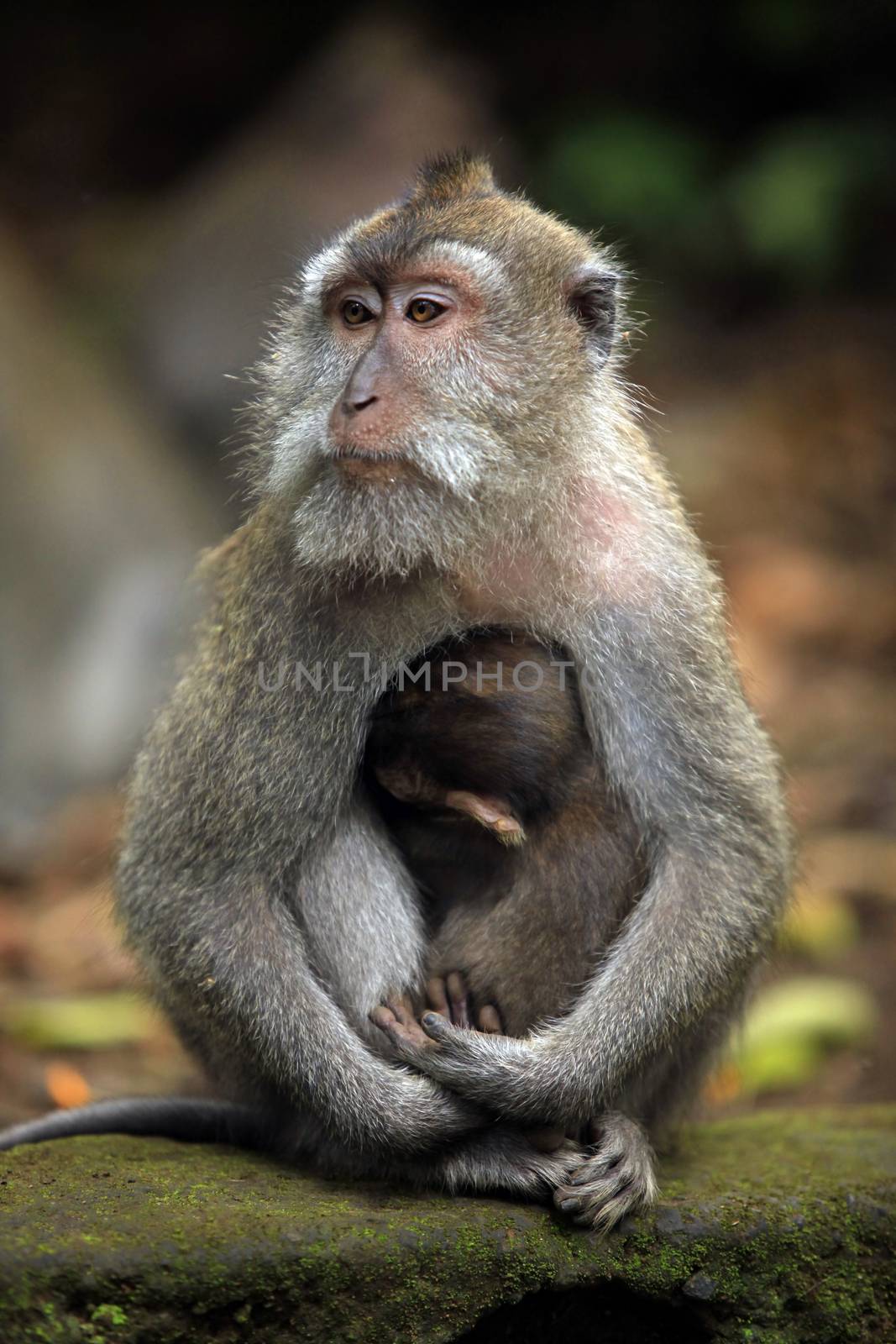Family of monkeys. Monkeys forest on Bali. Indonesia