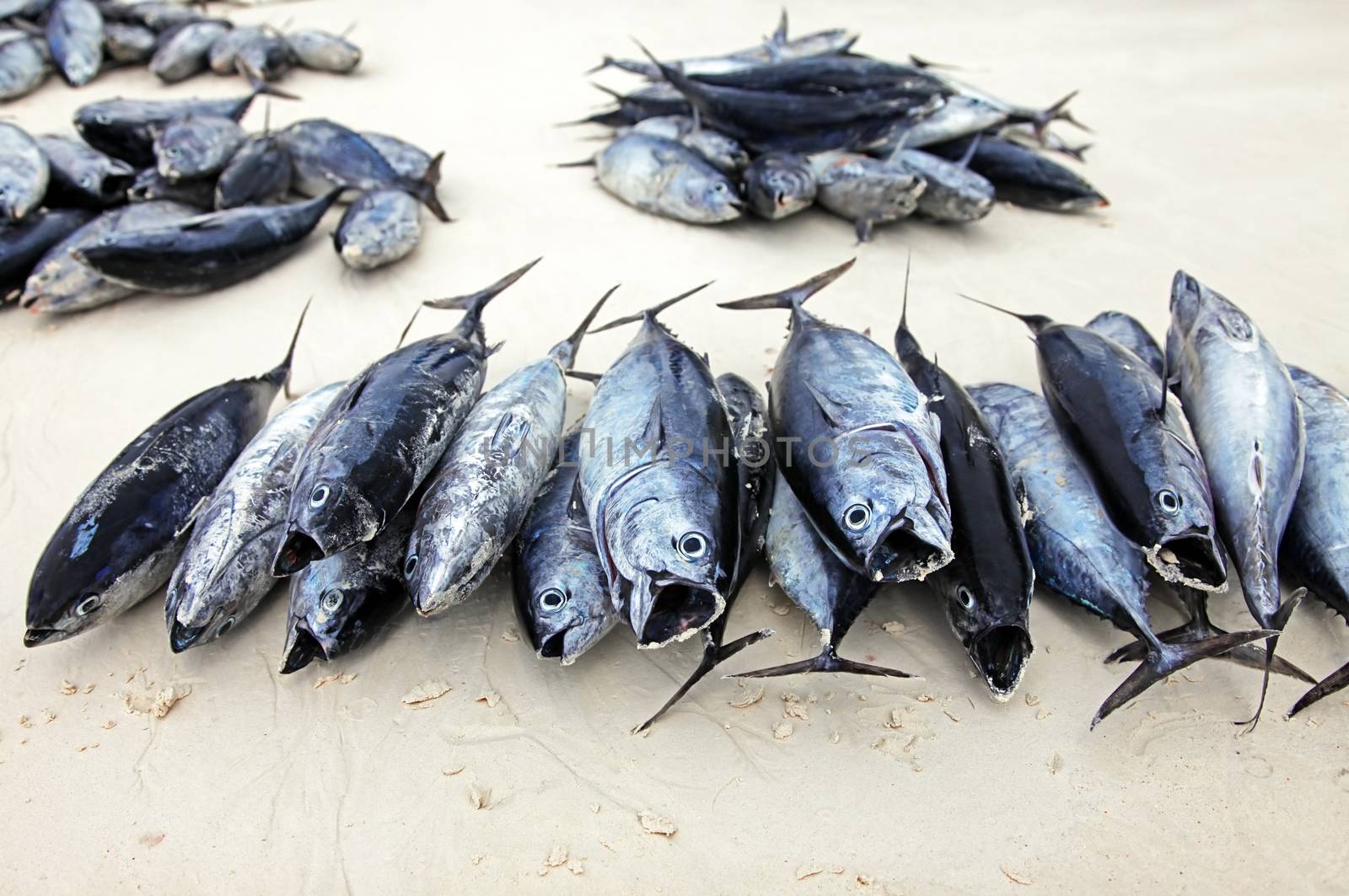 Line fish stacked on a table at the Stone Town Fish Market in Zanzibar.