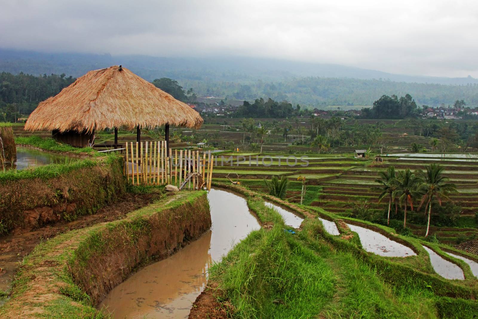 Terraced rice paddies with crops. Bali