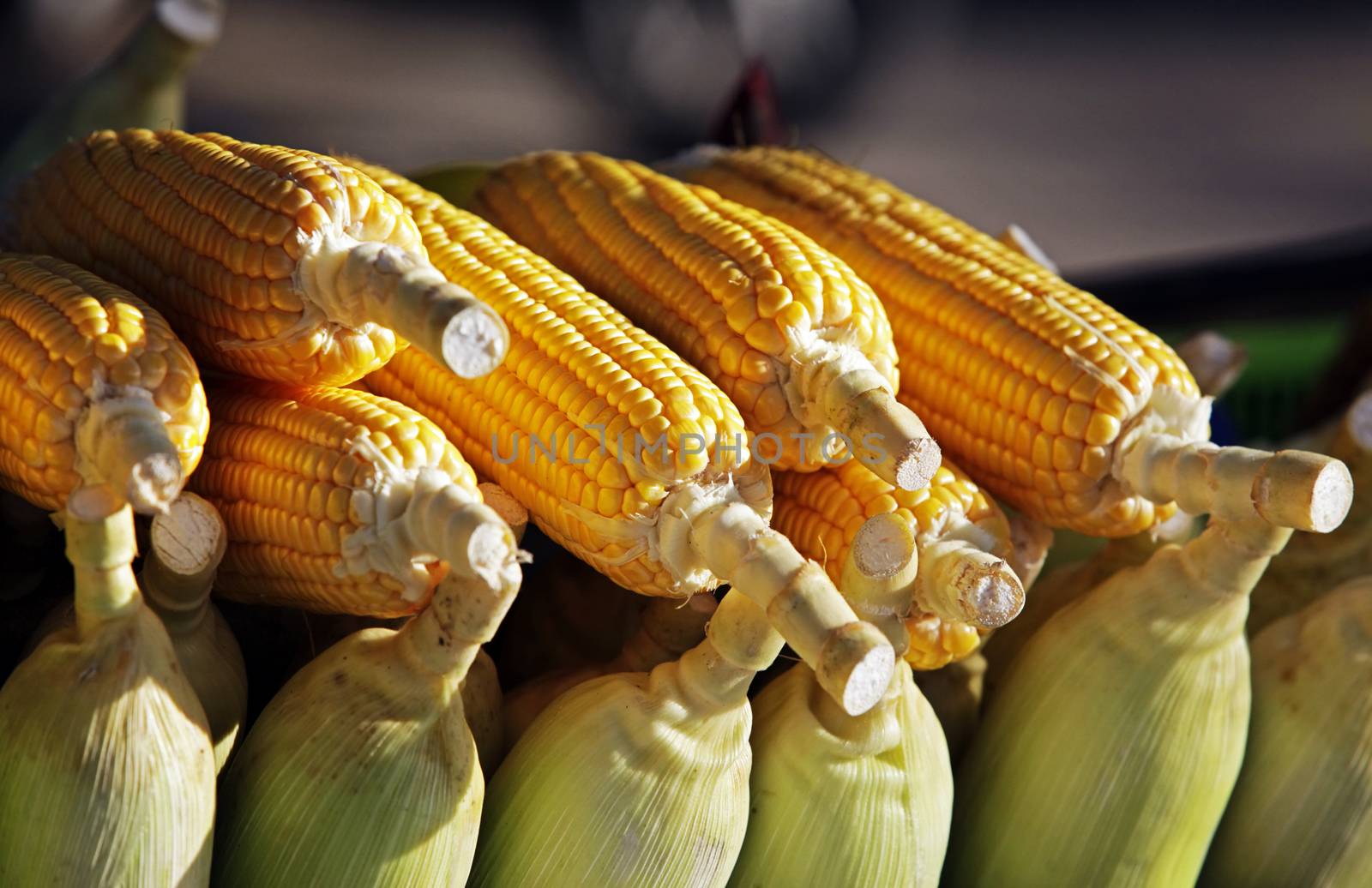 Ears of fresh yellow sweet corn