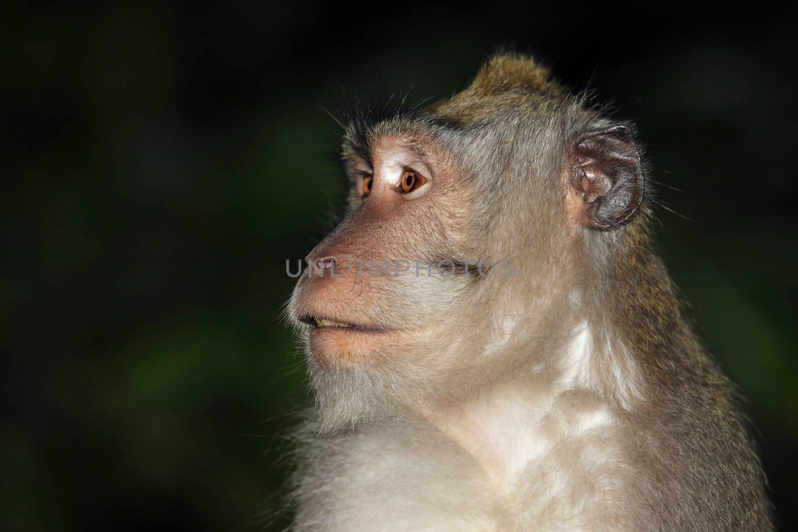 Portrait of the monkey with an amusing grimace