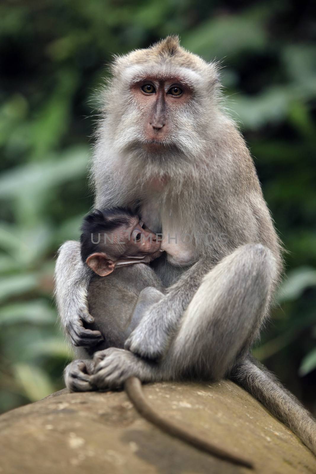 Family of monkeys. Monkeys forest on Bali. Indonesia