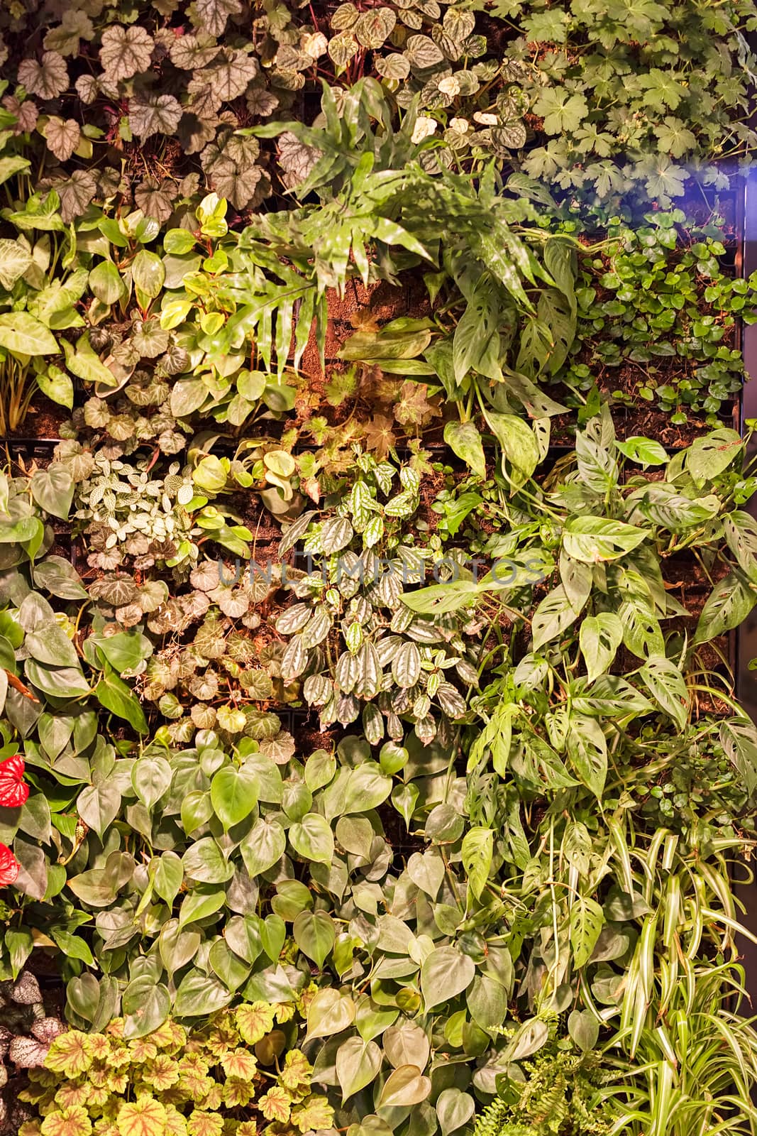 a variety of plants in the botanical garden, note shallow depth of field