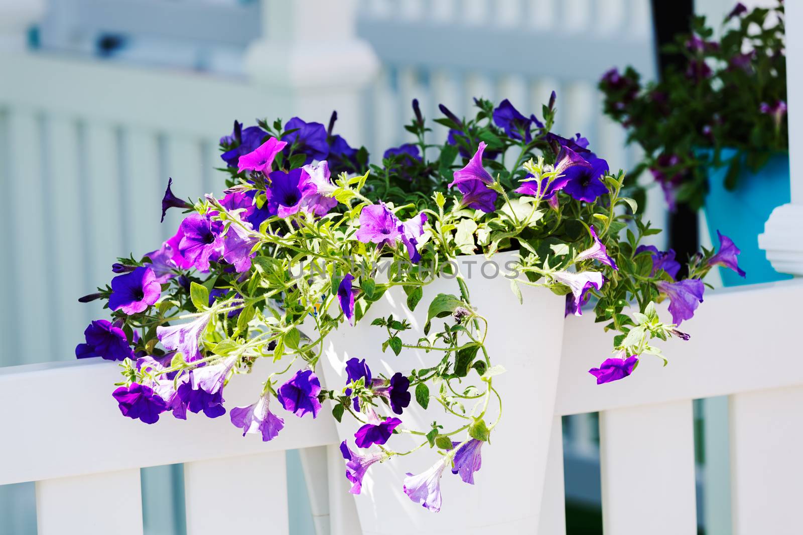 purple flowers as decoration fence, note shallow depth of field