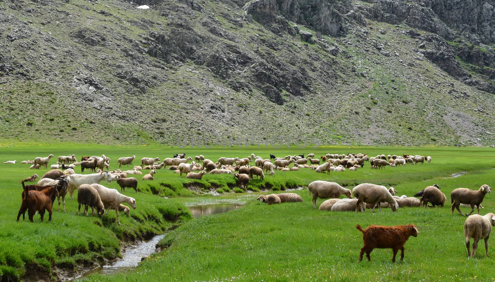 small livestock sector in the spring