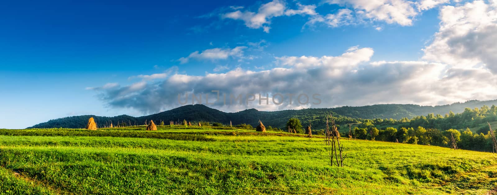 panorama with haystacks in a rural field near the forest at the foot of the mountain at sunrise