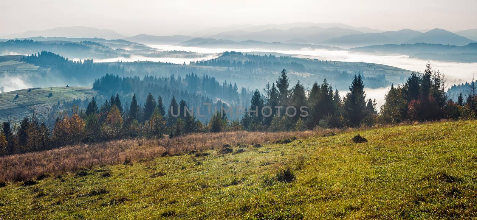 spruce forest on mountain hill side in fog on sunrise