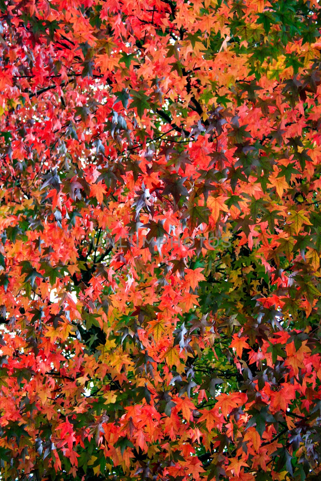 A lot of bright red fall leaves