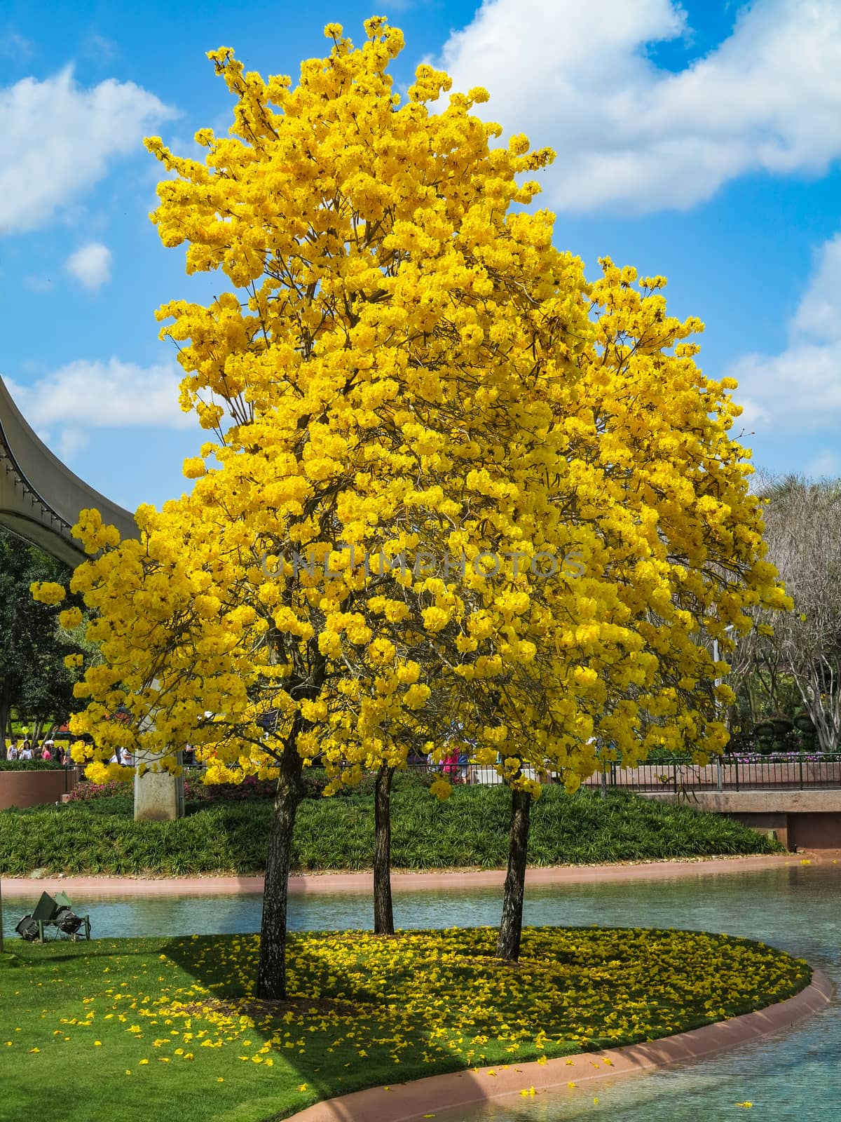 Tabebuia trees with bright colorful yellow leaves