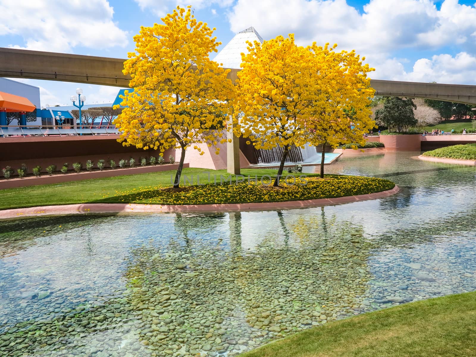 Tabebuia trees with bright colorful yellow leaves