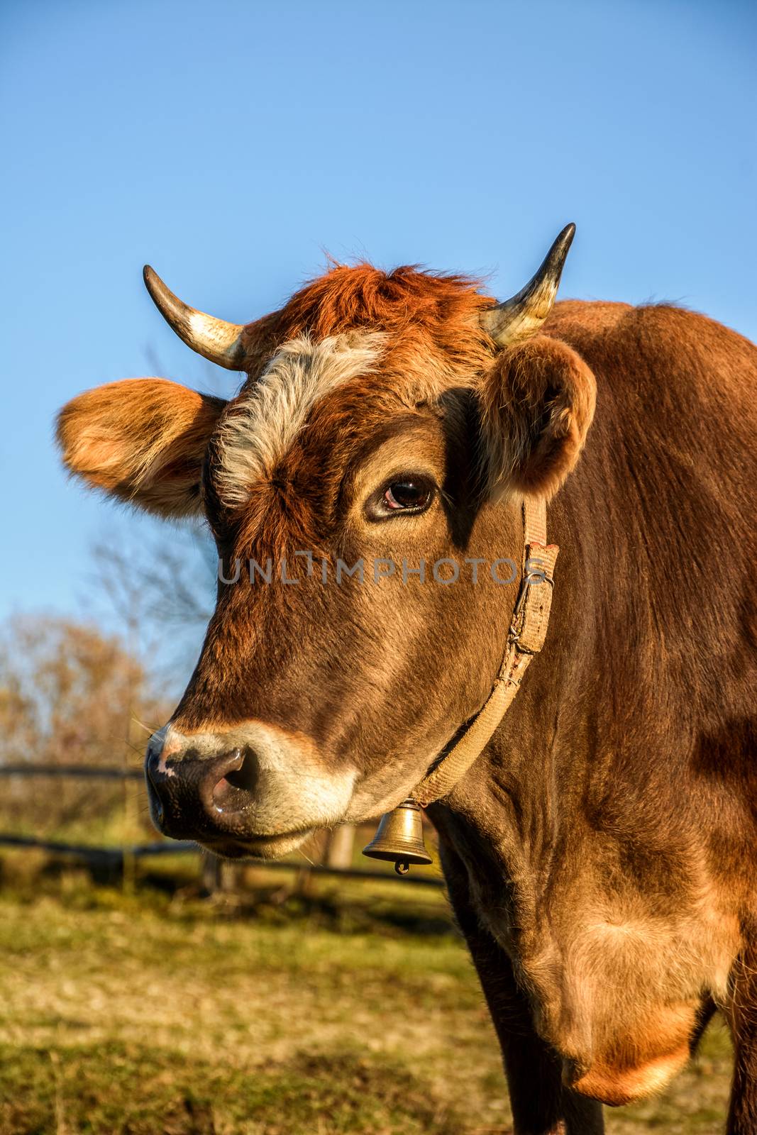 portrait of rufous cow by Pellinni