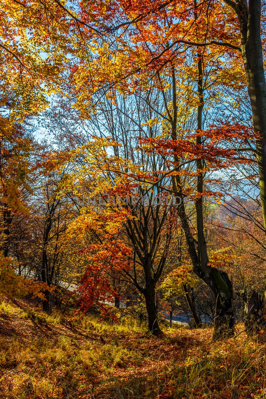 forest in red foliage on sunny autumn day by Pellinni