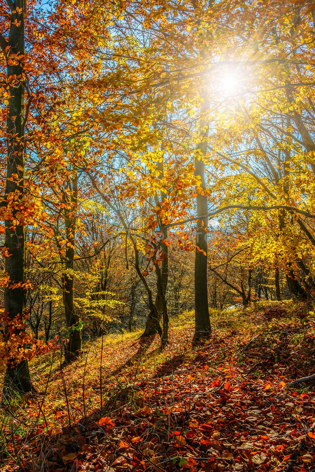 tall trees on hillside with yellow and red foliage in autumn forest on sunny day