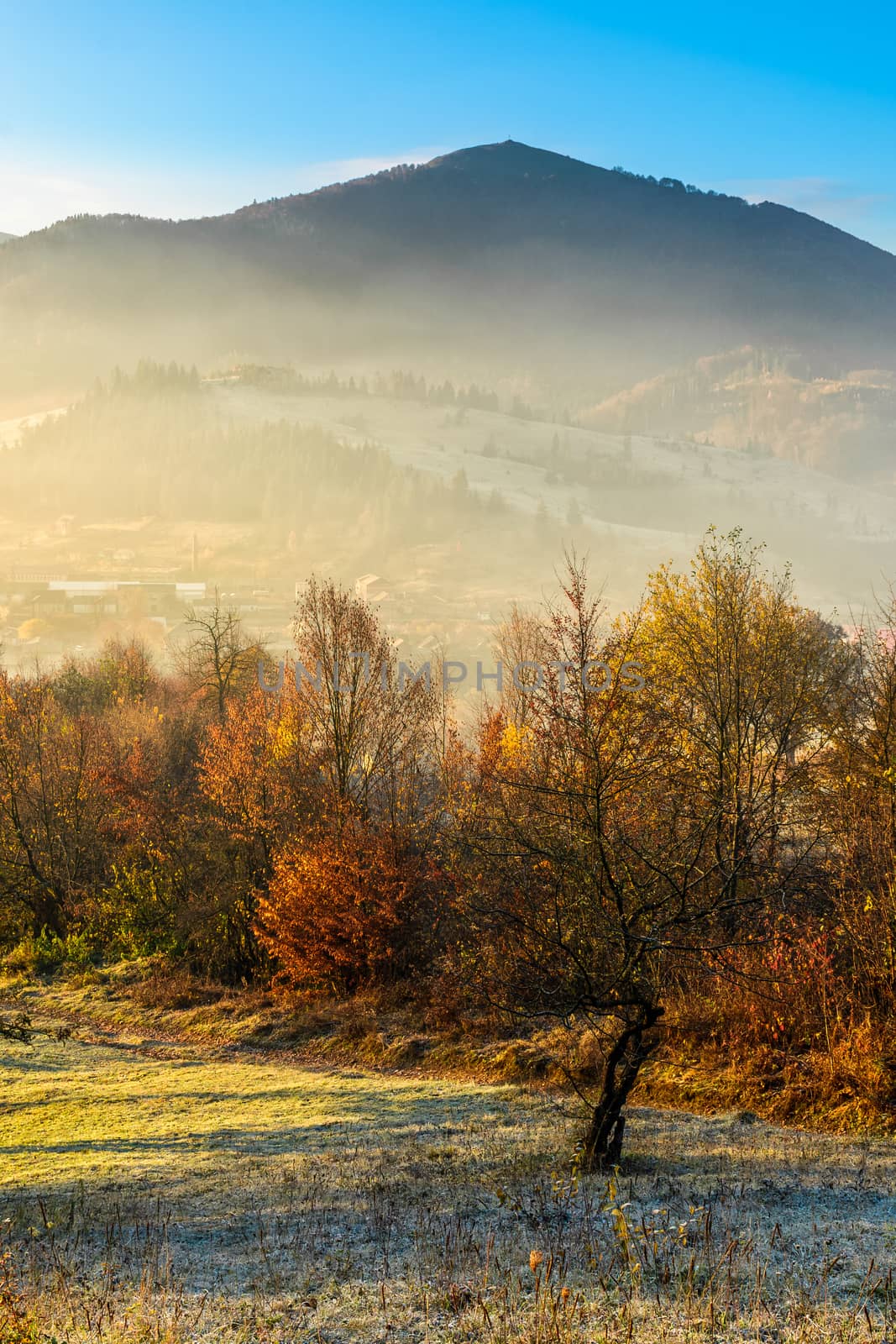 autumn forest on hillside in fog by Pellinni