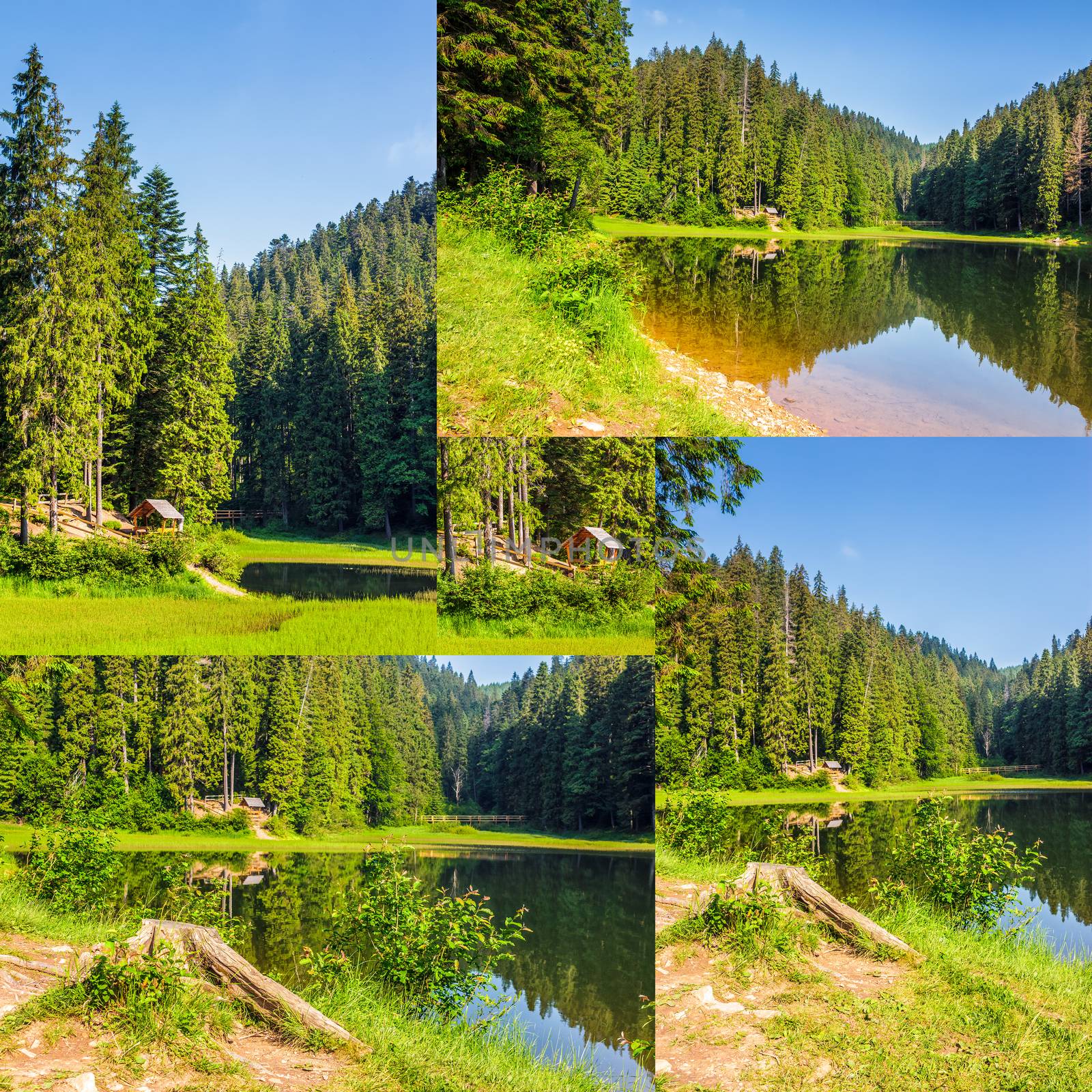 image set of spruce forest around the lake in mountains by Pellinni