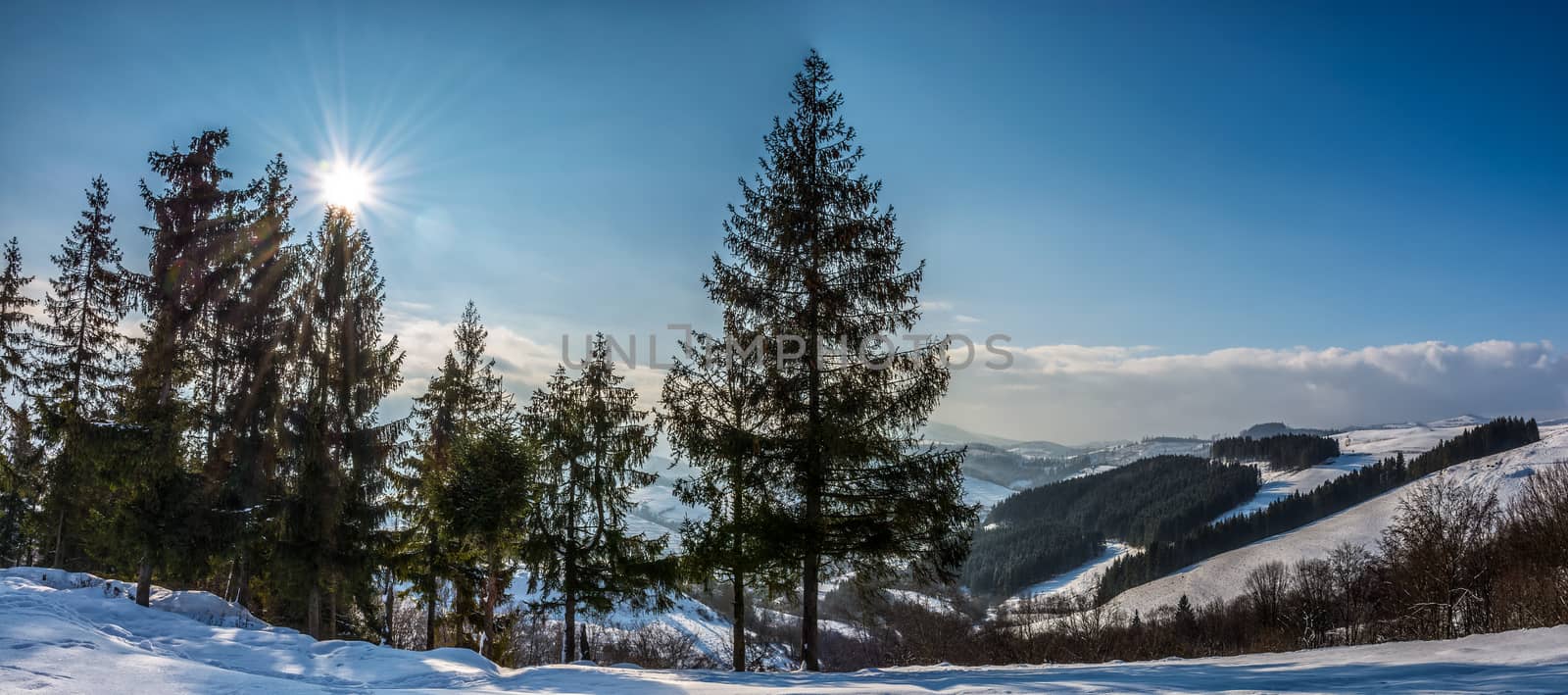 spruce forest on snowy meadow by Pellinni