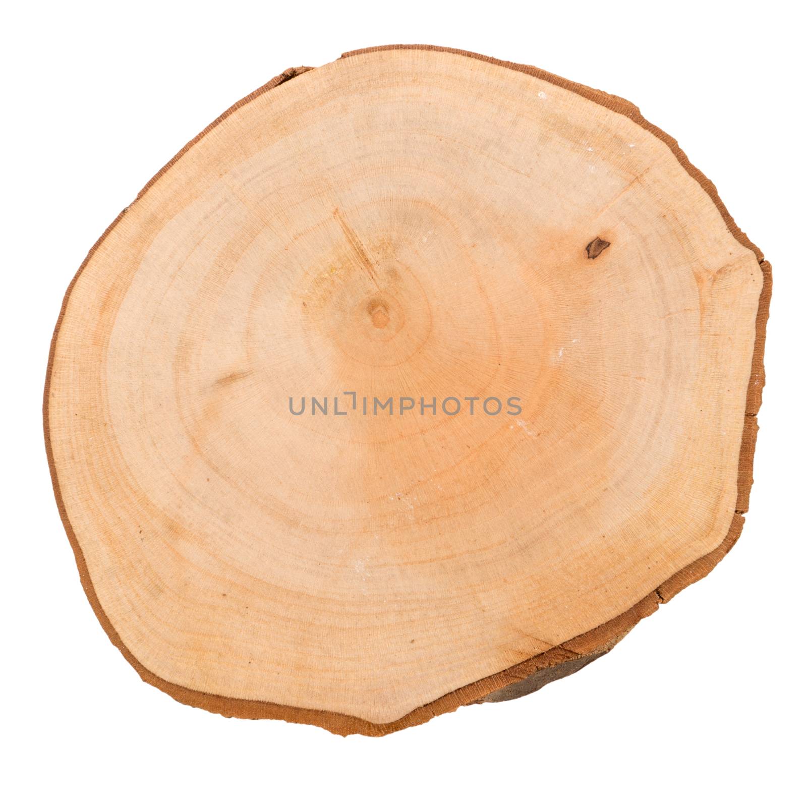 Wood log slice cutted tree trunk isolated on white, top view.