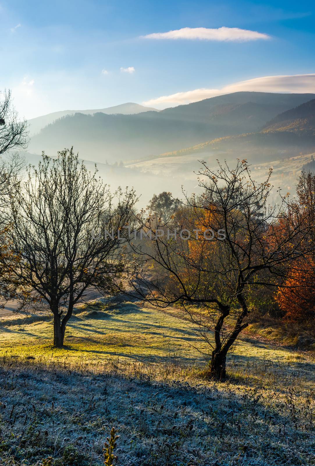 apple orchard in mountains at autumn sunrise. trees with red foliage on frosted grass early in the morning. gorgeous countryside landscape in foggy weather