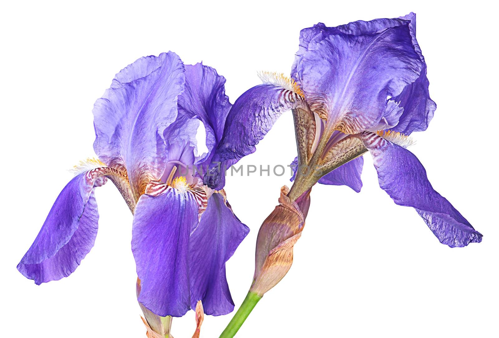 Closeup two iris flowers isolated on white background