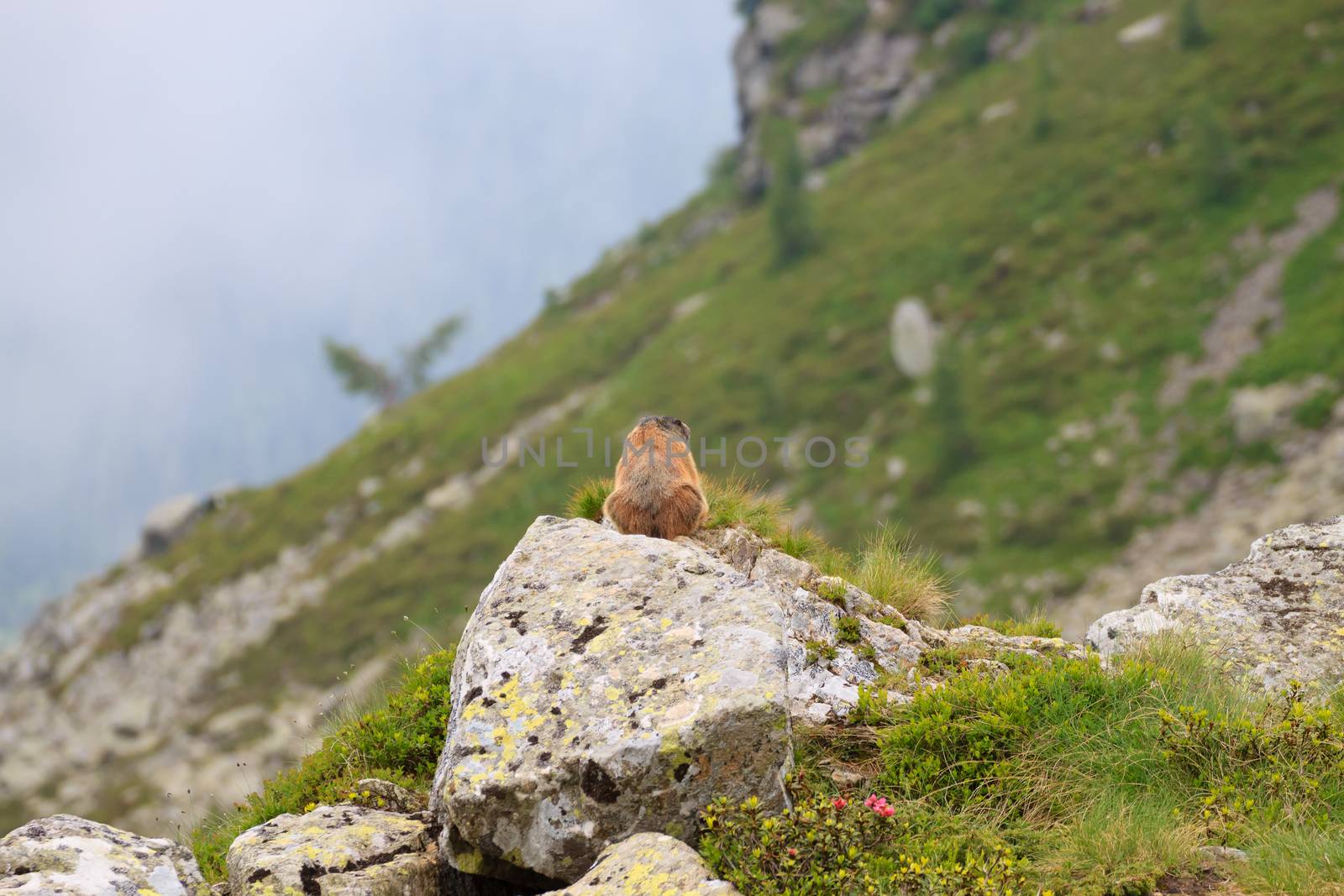 Close up of an alpine marmot along a trekking path, italian alps, mountain panorama