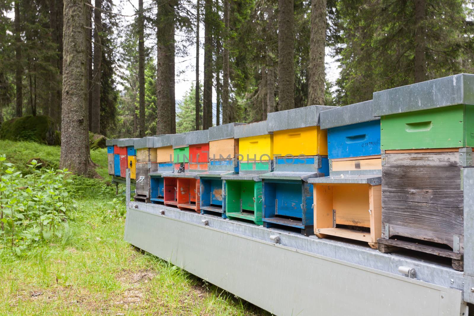 Number of hives in a row, bee keeping, farming, honey, rural life
