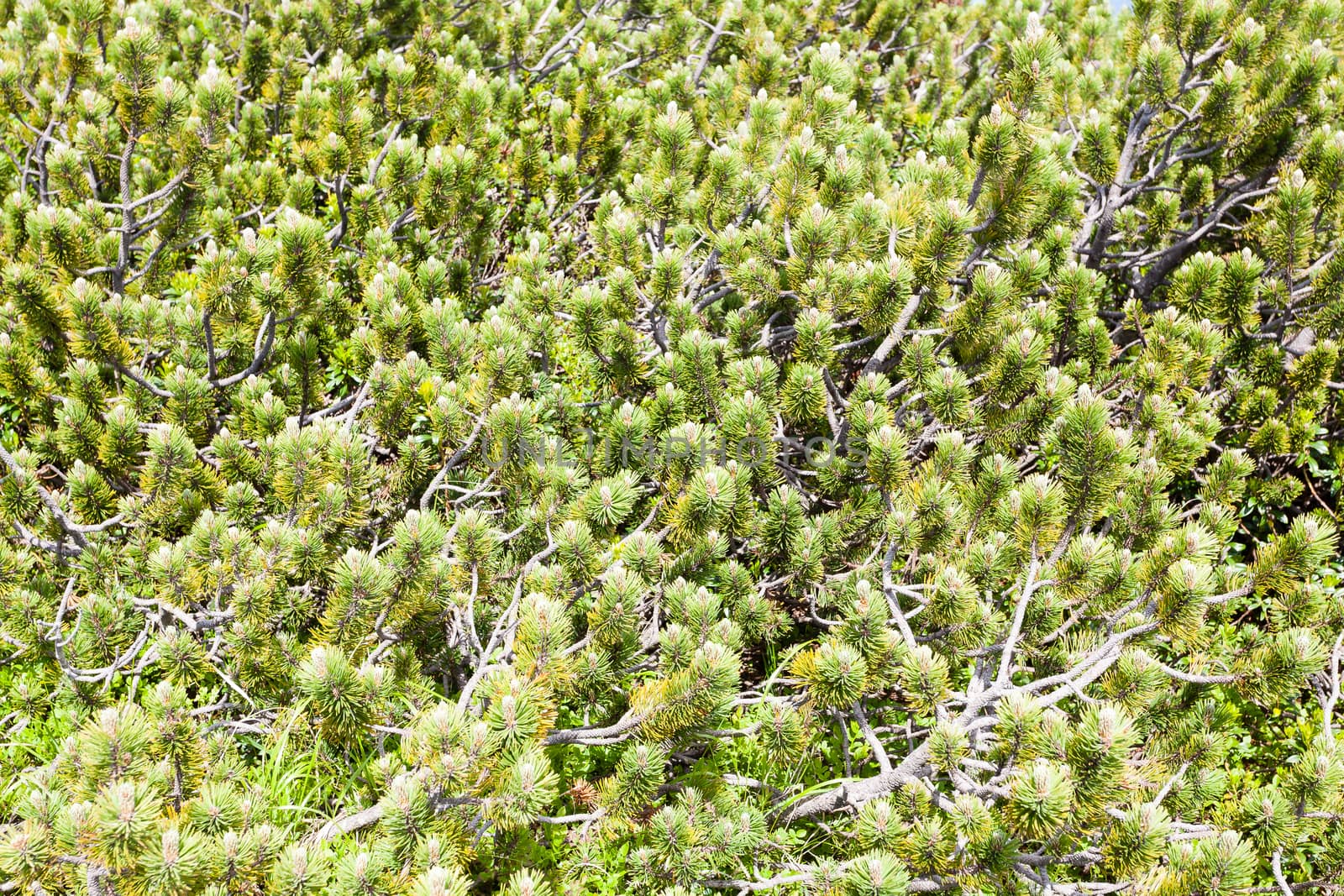 Nature background, close up of mugo pines needles