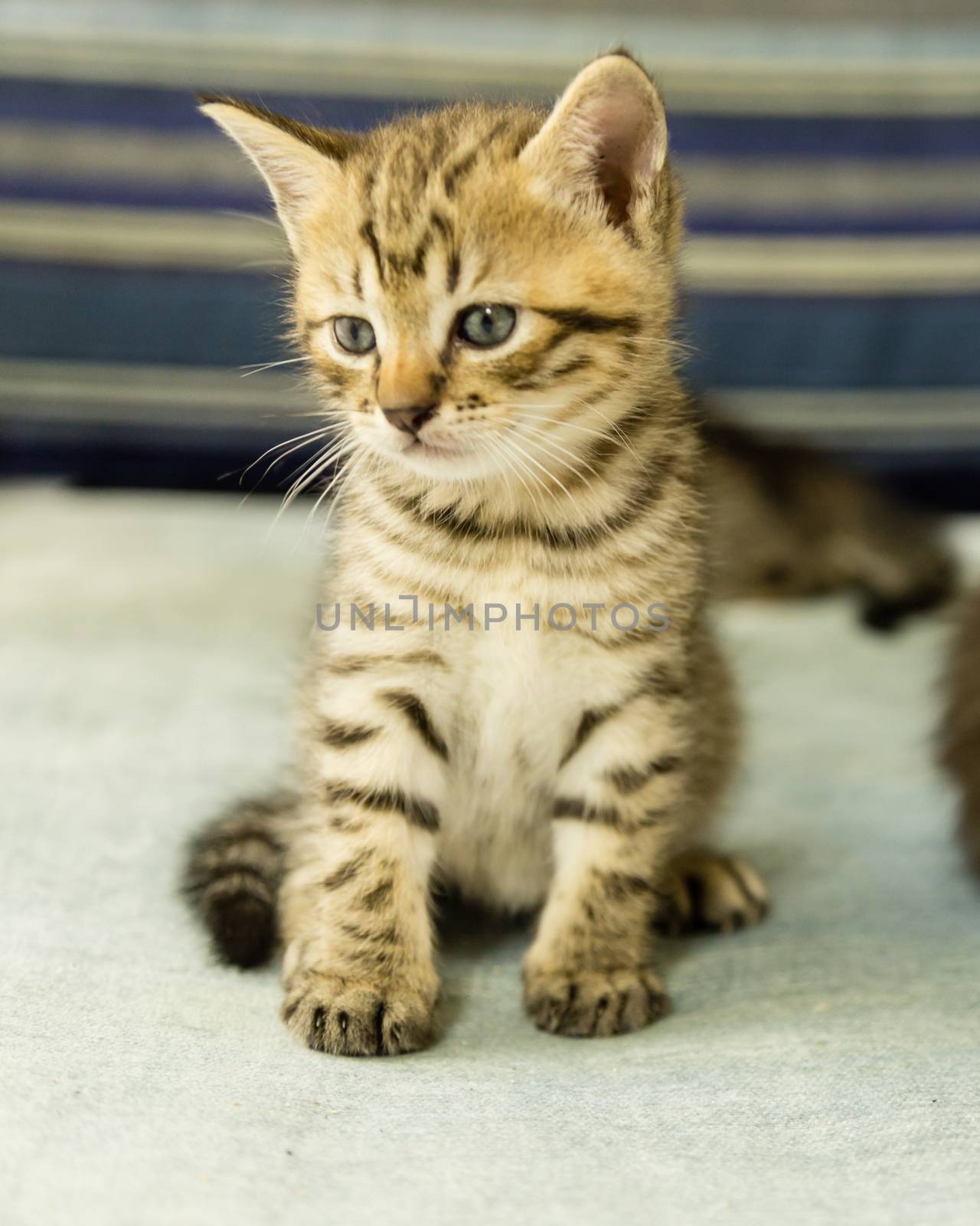 Kitten with tiger stripes on blue couch