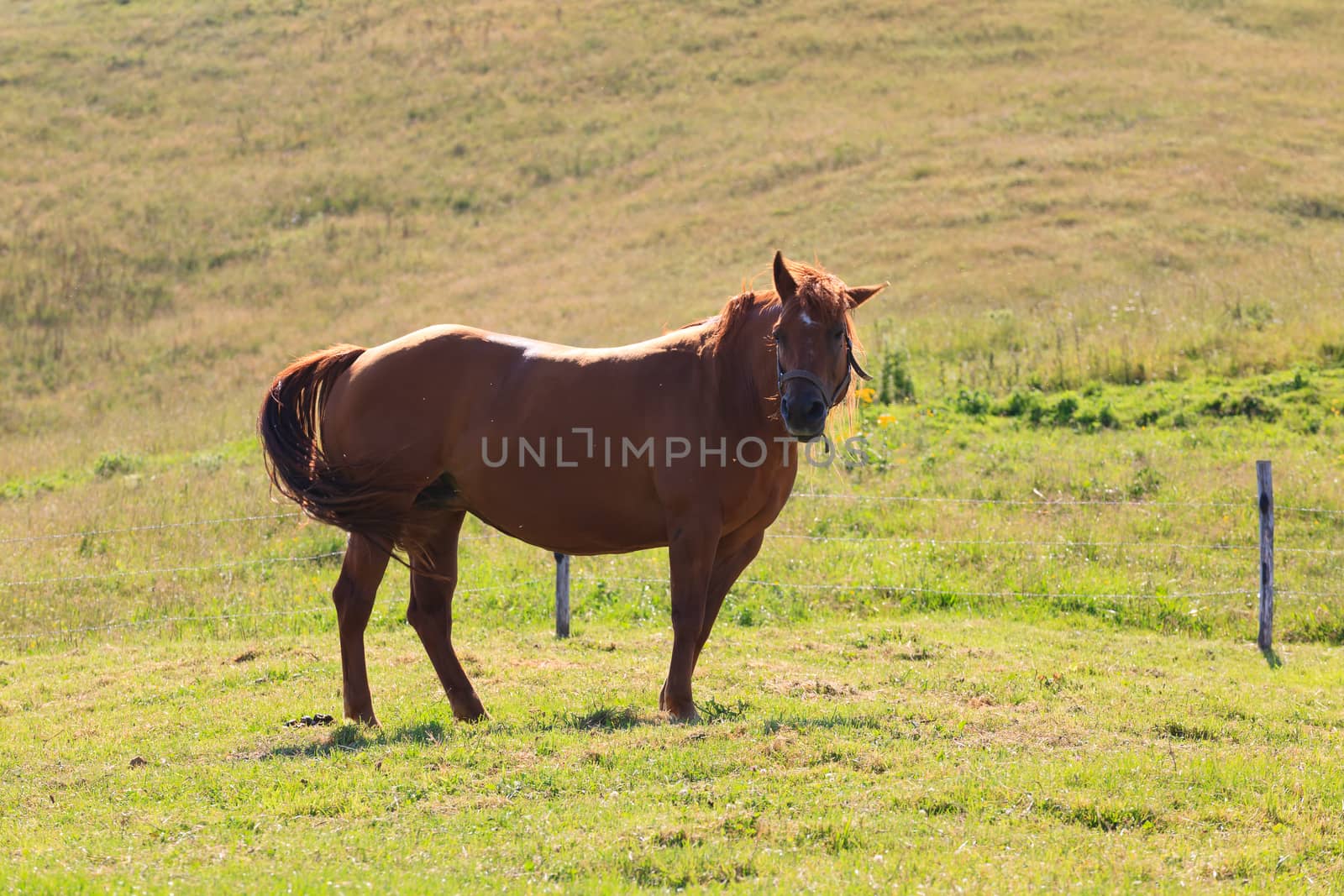 Isolated brown horse eating grass, Italian alps