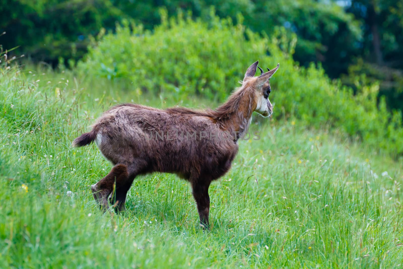 A close up of a young chamois from italian alps, Rupicapra Rupicapra