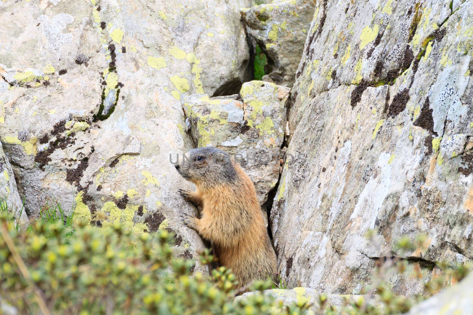 Alpine marmot by elleon