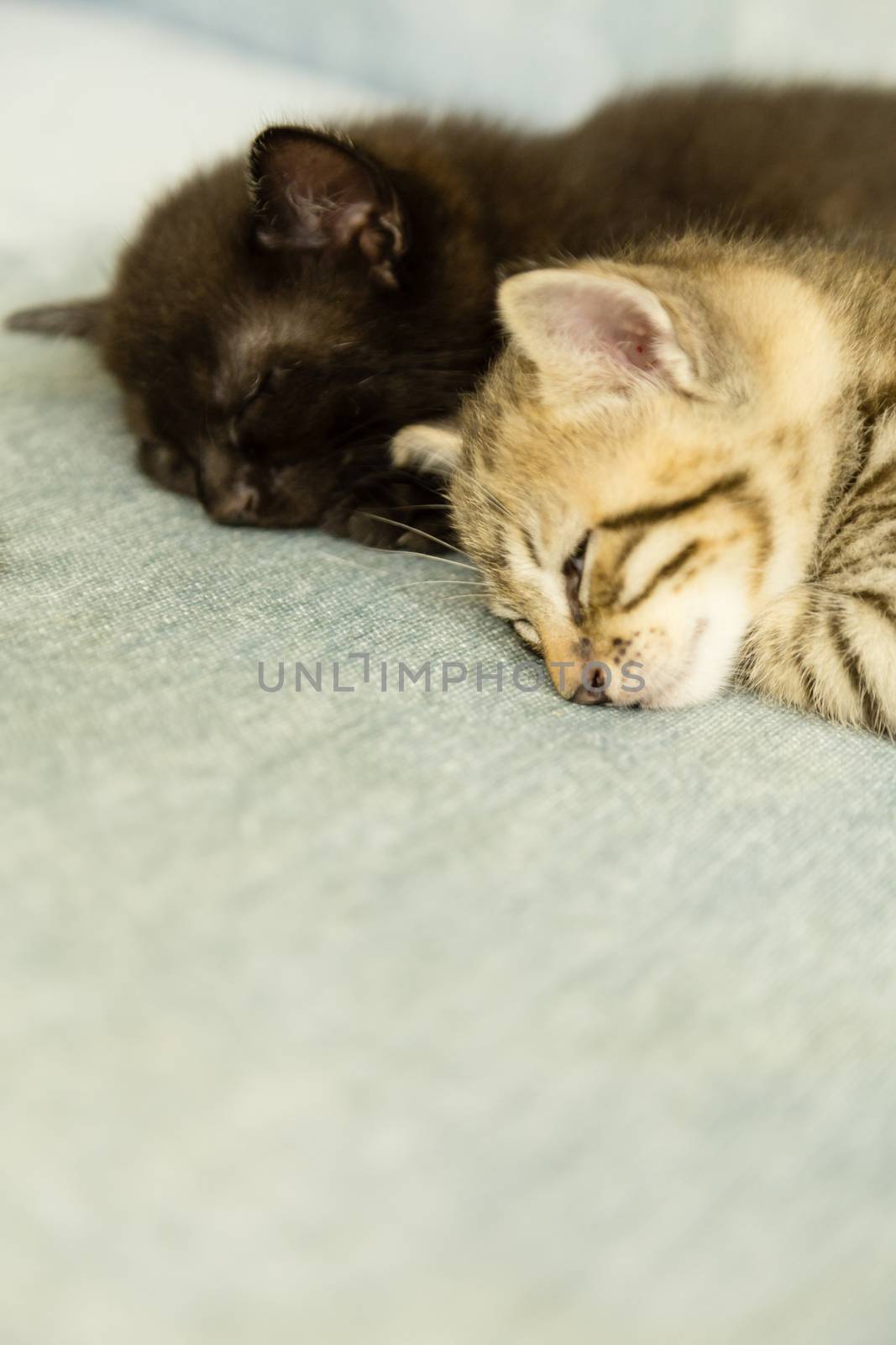 Two kittens sleeping on a blue couch