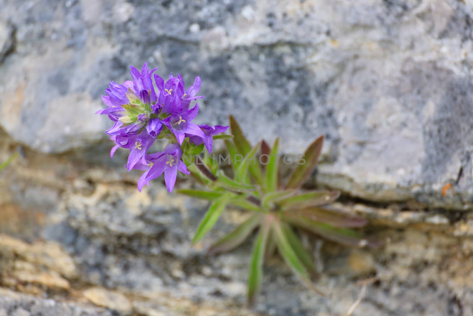 Purple flowers growing from the rock, Italian alps, nature